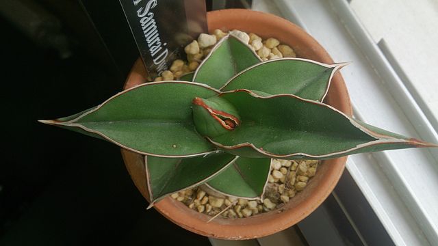 Sansevieria ehrenbergii ‘Samurai Dwarf’ mit schwertförmigen, leuchtend grünen Blättern in einem Tontopf