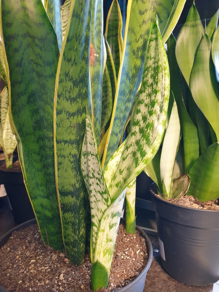 Noch leicht hellgrüner, bereits doppelt austreibender neuer Trieb einer Sansevieria