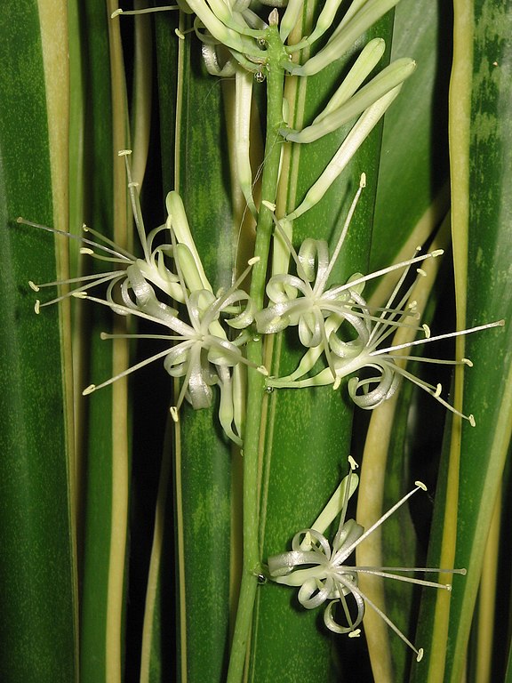 Hellgrüne, gekringelte Blüten an Sansevieria-Blättern