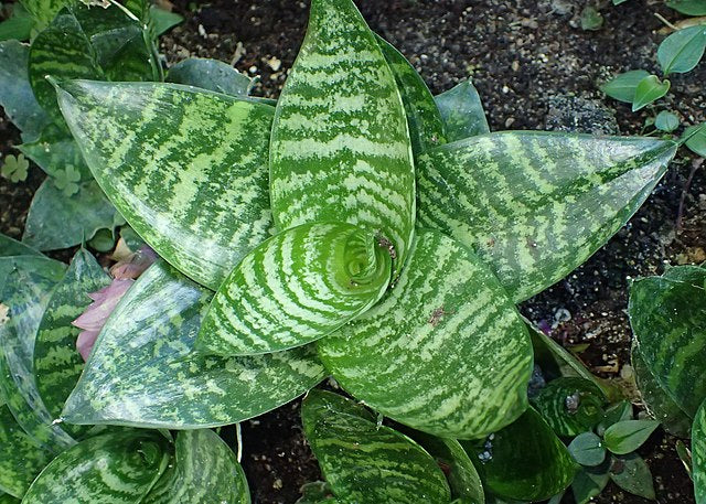 Sansevieria trifasciata ‘Hahnii’ mit rosettenförmig angeordneten, hellgrün und dunkelgrün gestreiften, dicklich-kleinen Blättern