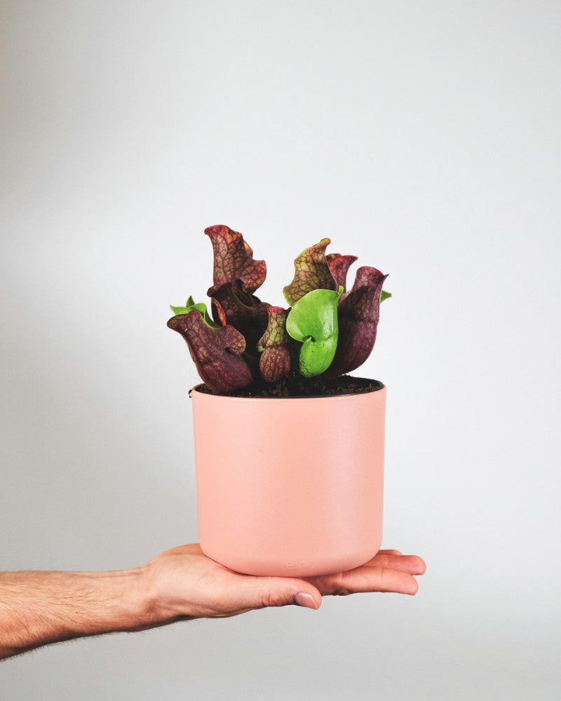Schlauchpflanze in pinkem Topf auf einer ausgestreckten Hand