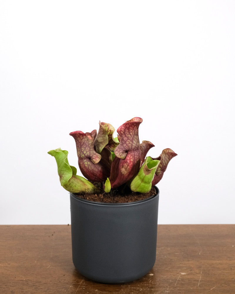 Sarracenia purpurea in grauem Topf