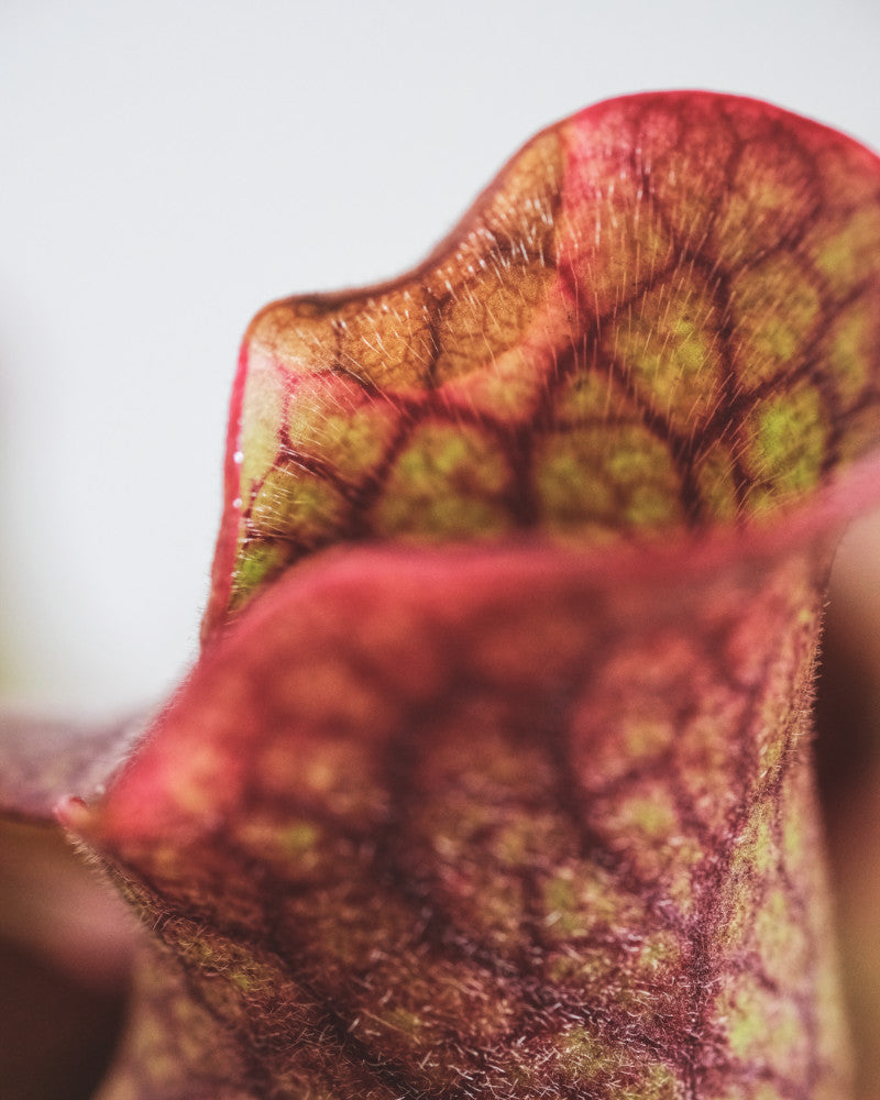Detail eines rot geäderten Schlauchs der Sarracenia purpurea