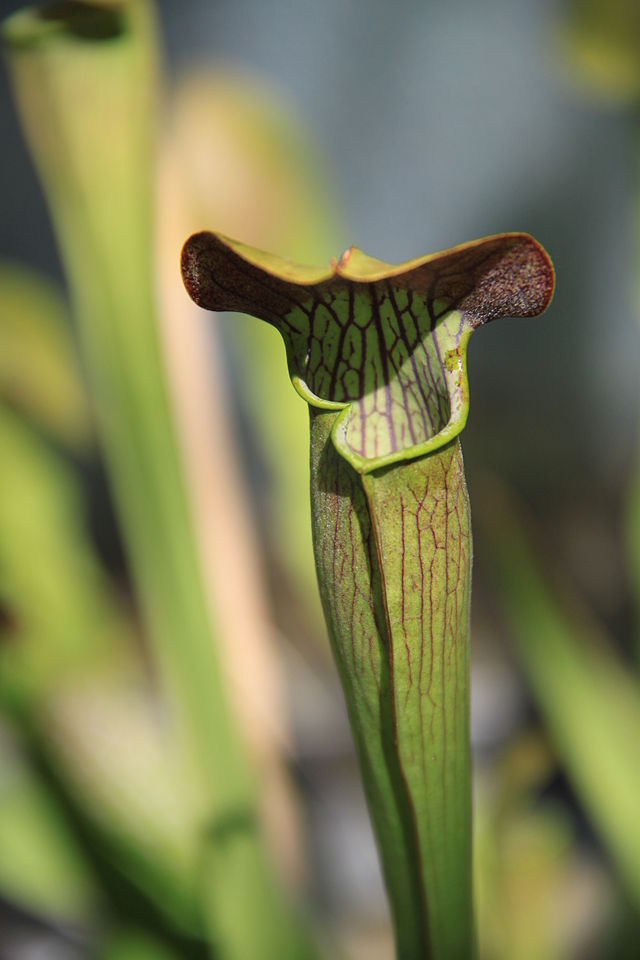 Gewellter, dunkelroter Deckel eines Schlauchs einer Sarracenia alata