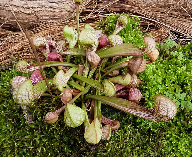 Sarracenia psittacina mit halb übergestülpten Deckeln an den Schläuchen