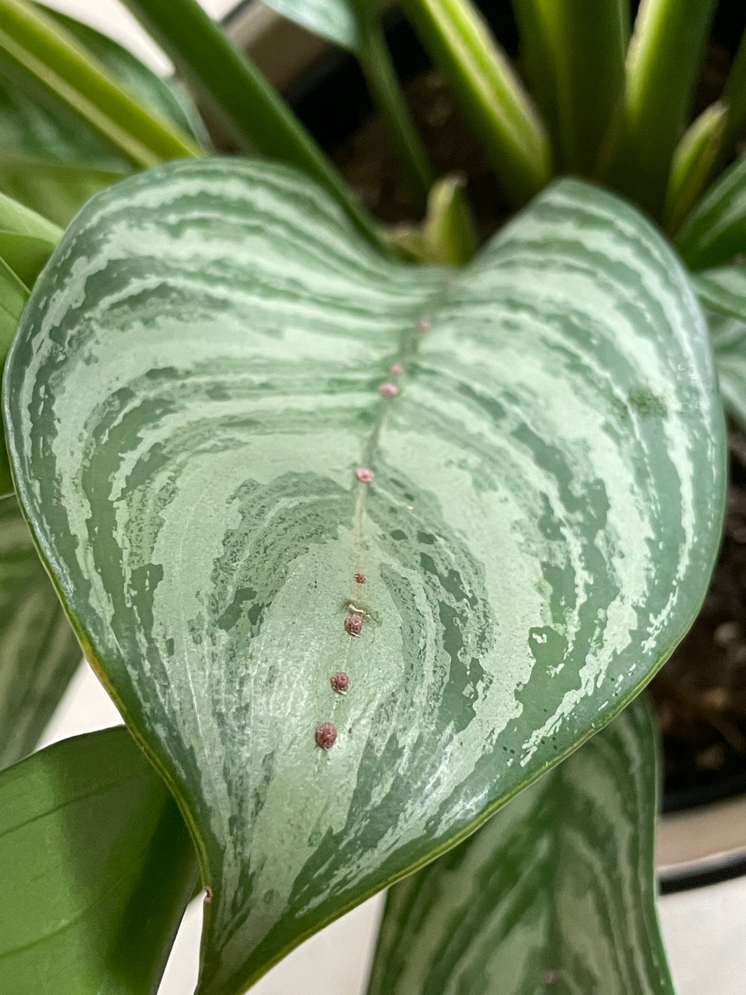 Schildläuse mit Rückenpanzer entlang der Blattader einer Aglaonema Stripes