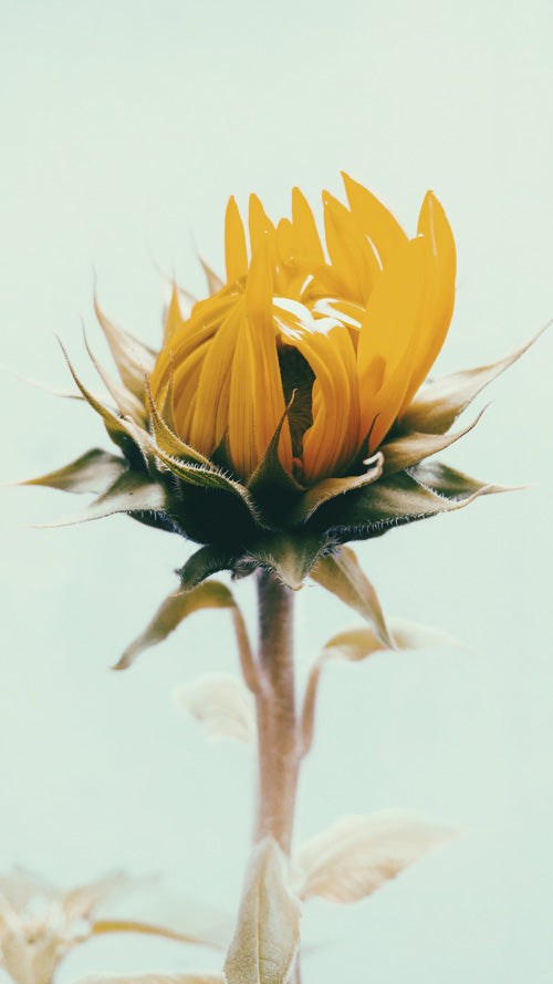 Sonnenblume mit einer halb geschlossenen, gelben Blüte