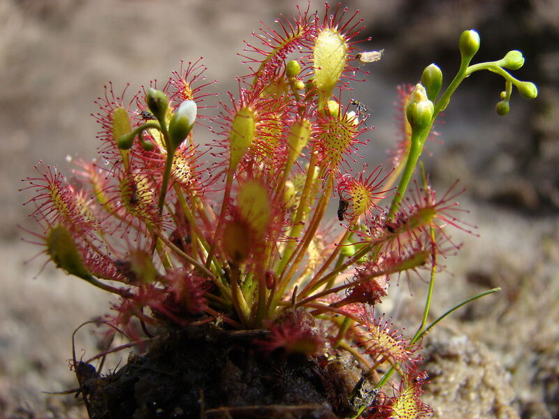 Sonnentau-Pflanze mit Tentakeln und roten Fanghaaren, daneben grüne Triebe mit kugeligen Enden, die Blüten