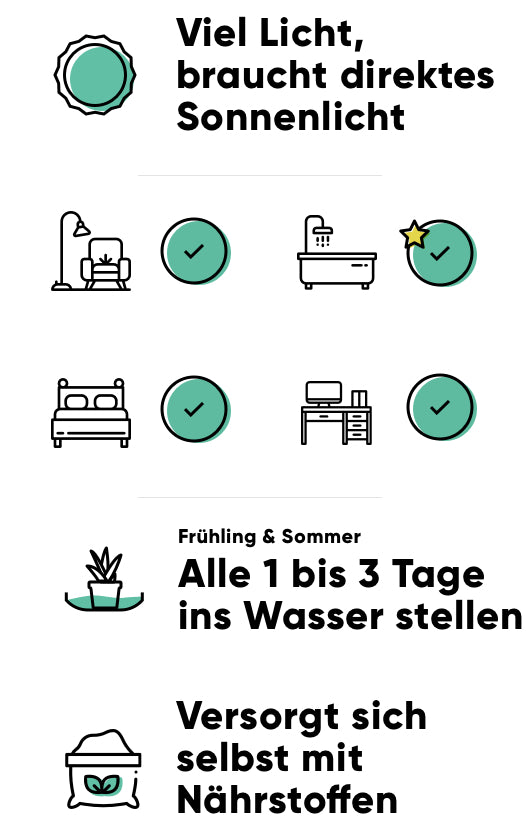 Pflege des Sonnentaus: hell mit direktem Sonnenlicht, hohe Luftfeuchtigkeit, braucht im Frühling & Sommer alle 1-3 Tage ein Wasserbad und muss nicht gedüngt werden