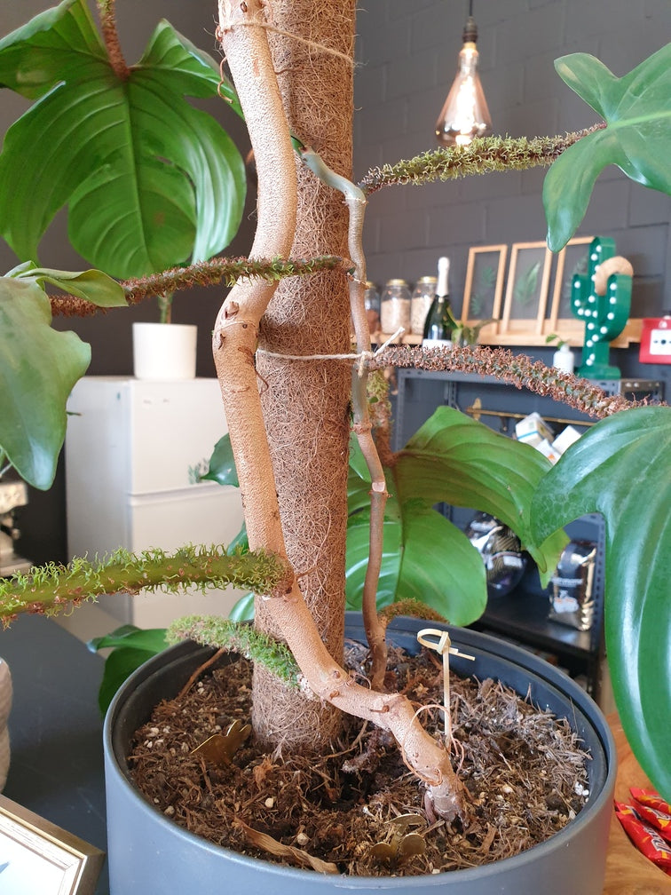 Philodendron squamiferum in der feey-Küche ist mit weissen, dicken Schnüren an einem Stab angebunden