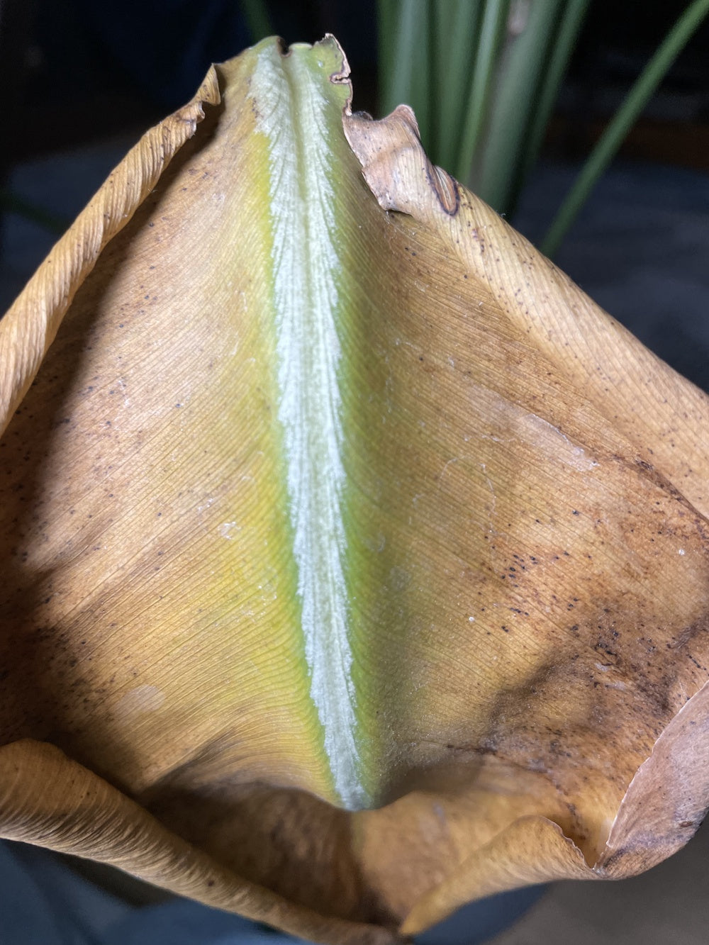 Vertrocknetes Strelitzien-Blatt mit eingerollten Blatträndern