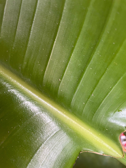 Thripse auf der Strelitzie: gelbe Würmchen auf einem Blatt