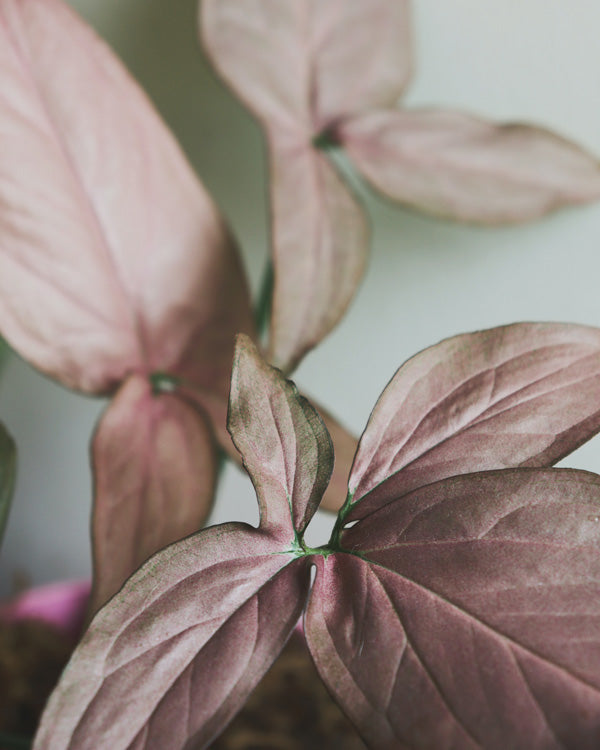 Syngonium podophyllum mit rosafarbenen, eingeschnittenen Blättern