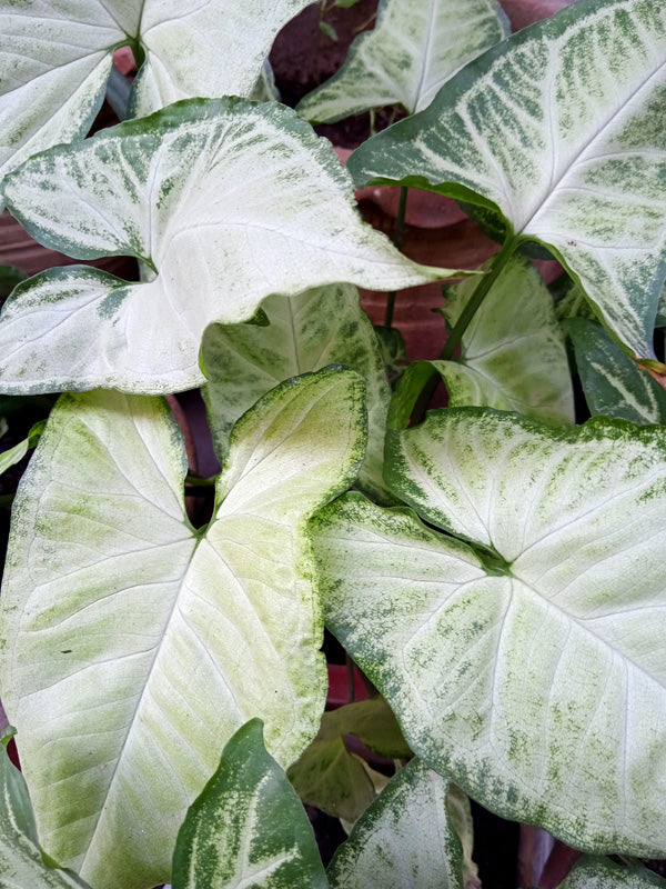 Syngonium podophyllum ’White Butterfly’ mit fast vollkommen weissen Blättern