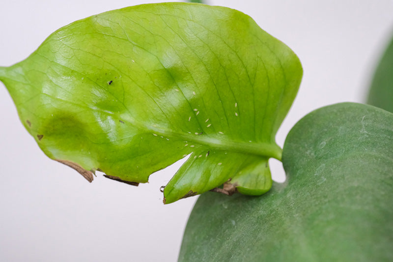 Thripse an einem gelblich gewordenen Monstera-Blatt