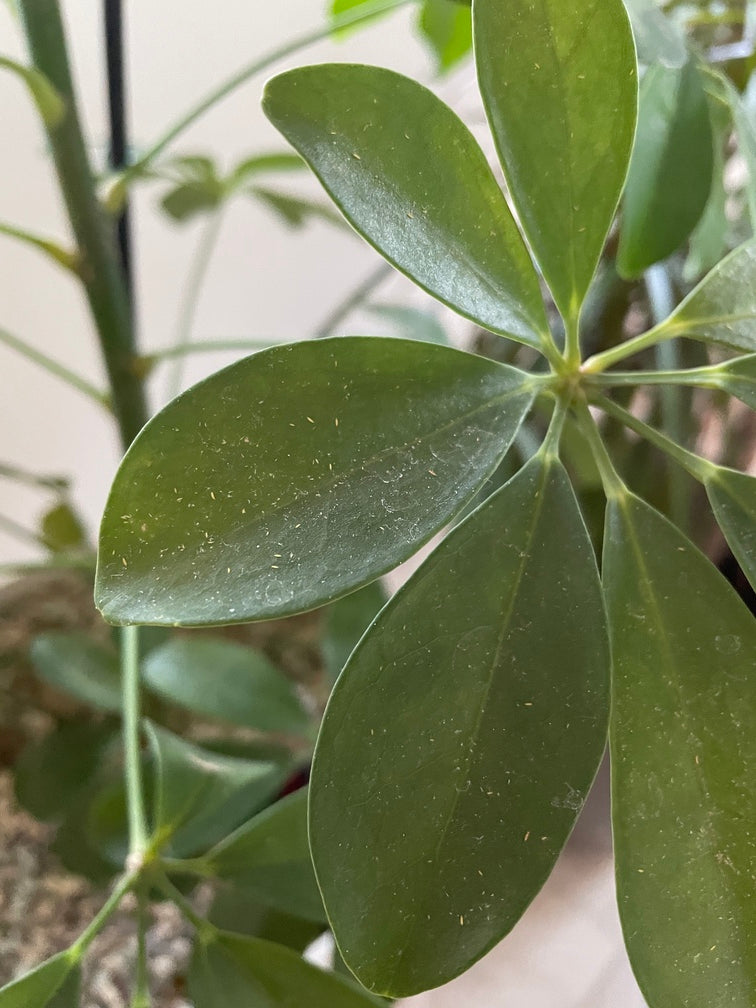 Längliche gelbe Larven auf den Blättern einer Schefflera