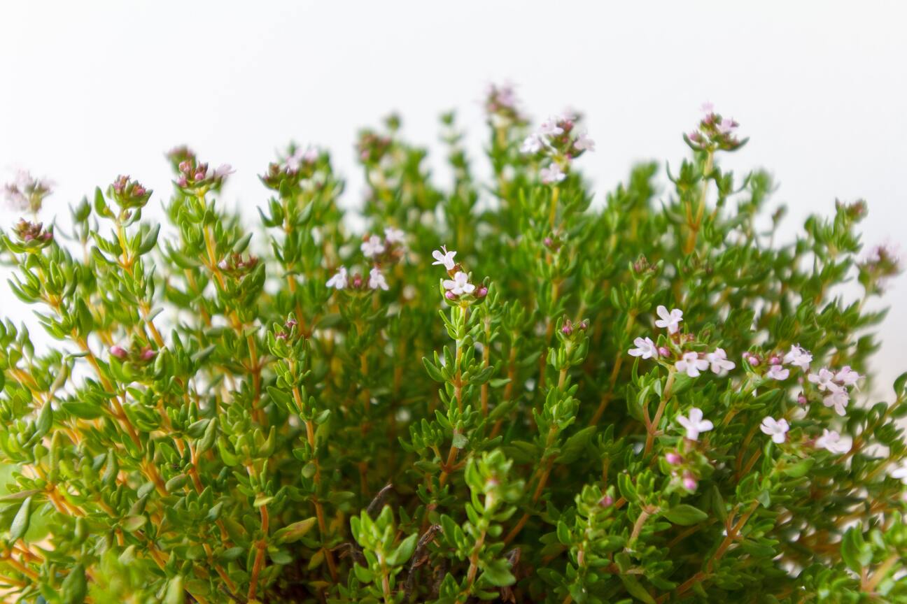 Grüne Thymianzweige mit Blüten draussen