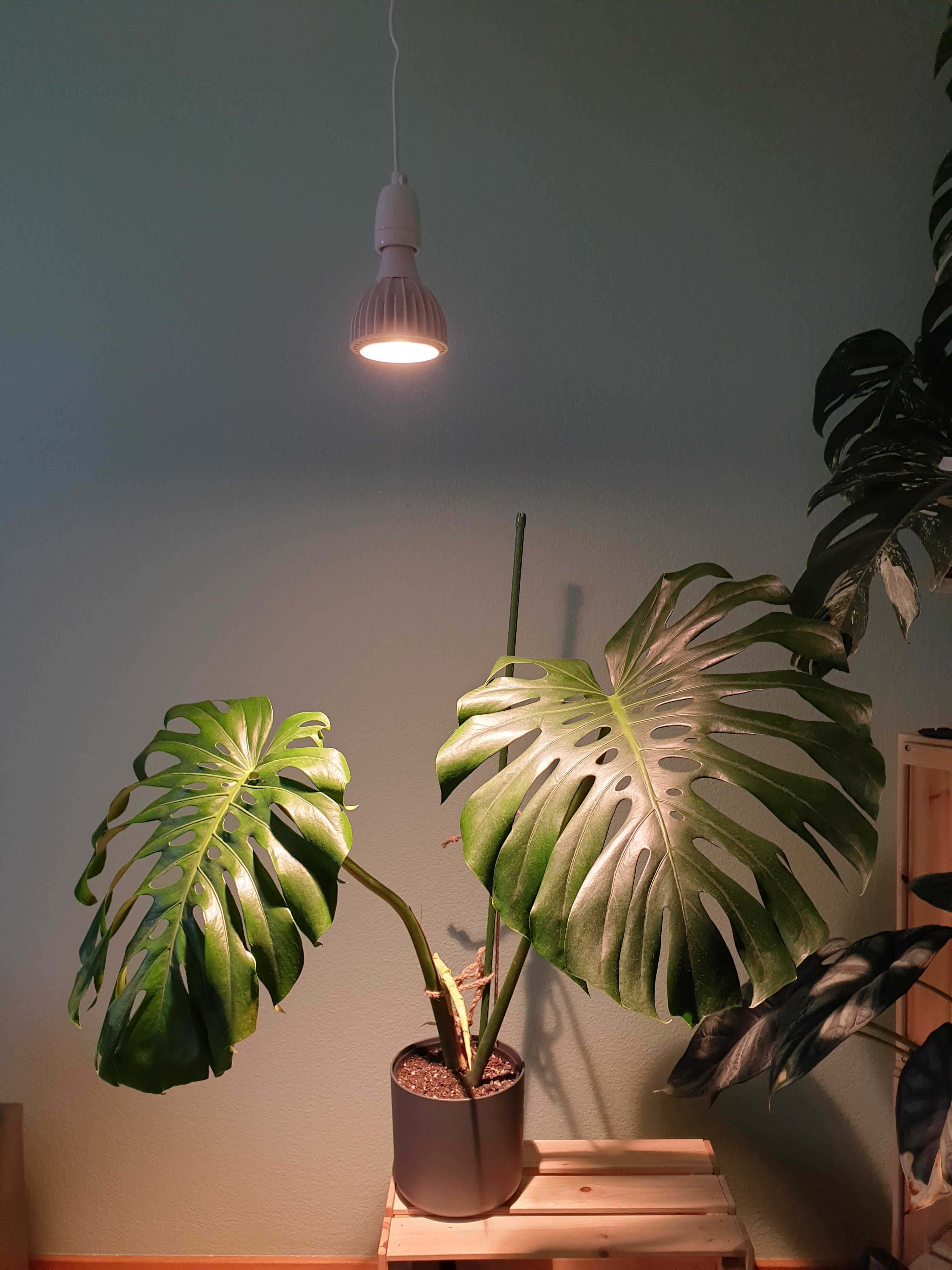 Monstera mit grossen Blättern unter Vollspektrumlampe