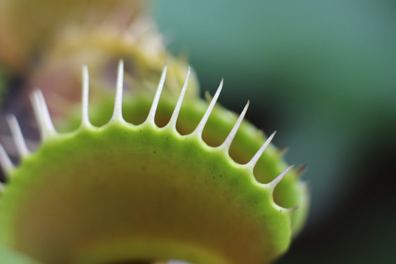 Grossaufnahme einer Fangklappe einer Venusfliegenfalle