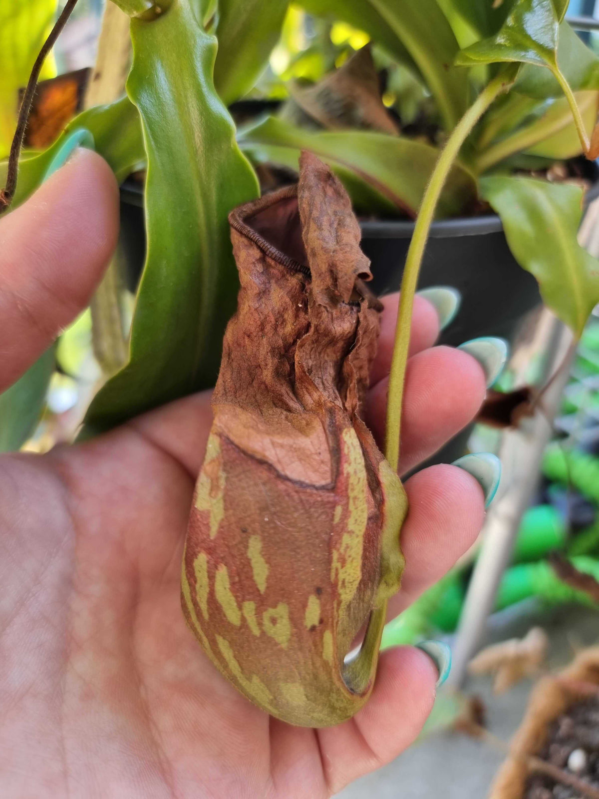 Vertrocknete Nepenthes-Kanne in der Hand von Karo