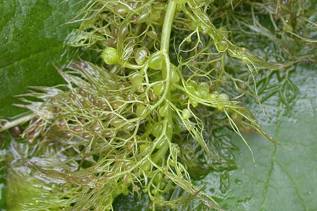 Wasserschlauch mit Fangblasen