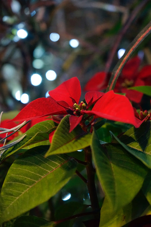 Weihnachtsstern mit roten Hochblättern