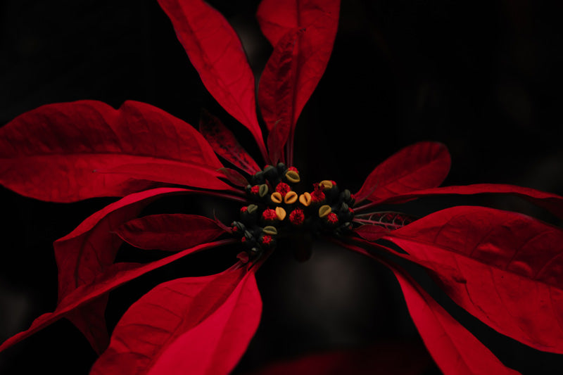 Weihnachtsstern mit roten Blättern und Blüten vor schwarzem Hintergrund