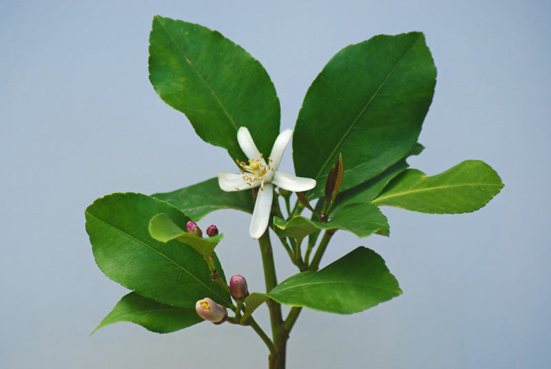 Weisse Blüte und einige rosa Knospen an einem Zitronenbaum