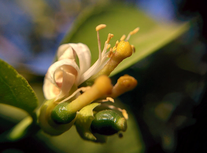 Weisse Blüte eines Zitronenbaums, aus der sich langsam eine kleine, grüne Zitrone schält