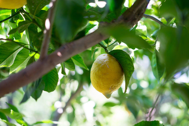 Einzelne Zitrone an einem grossen Baum draussen