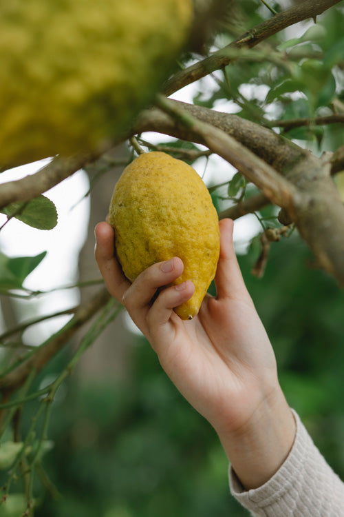 Gelbe Zitrone, die vom Baum gepflückt wird