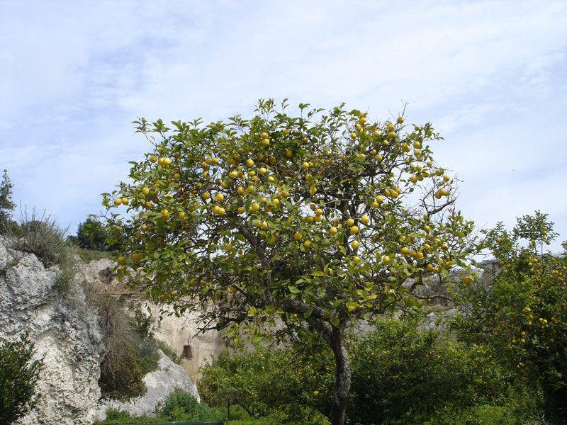 Zitronenbaum auf Sizilien mit Dutzenden gelber Früchte daran