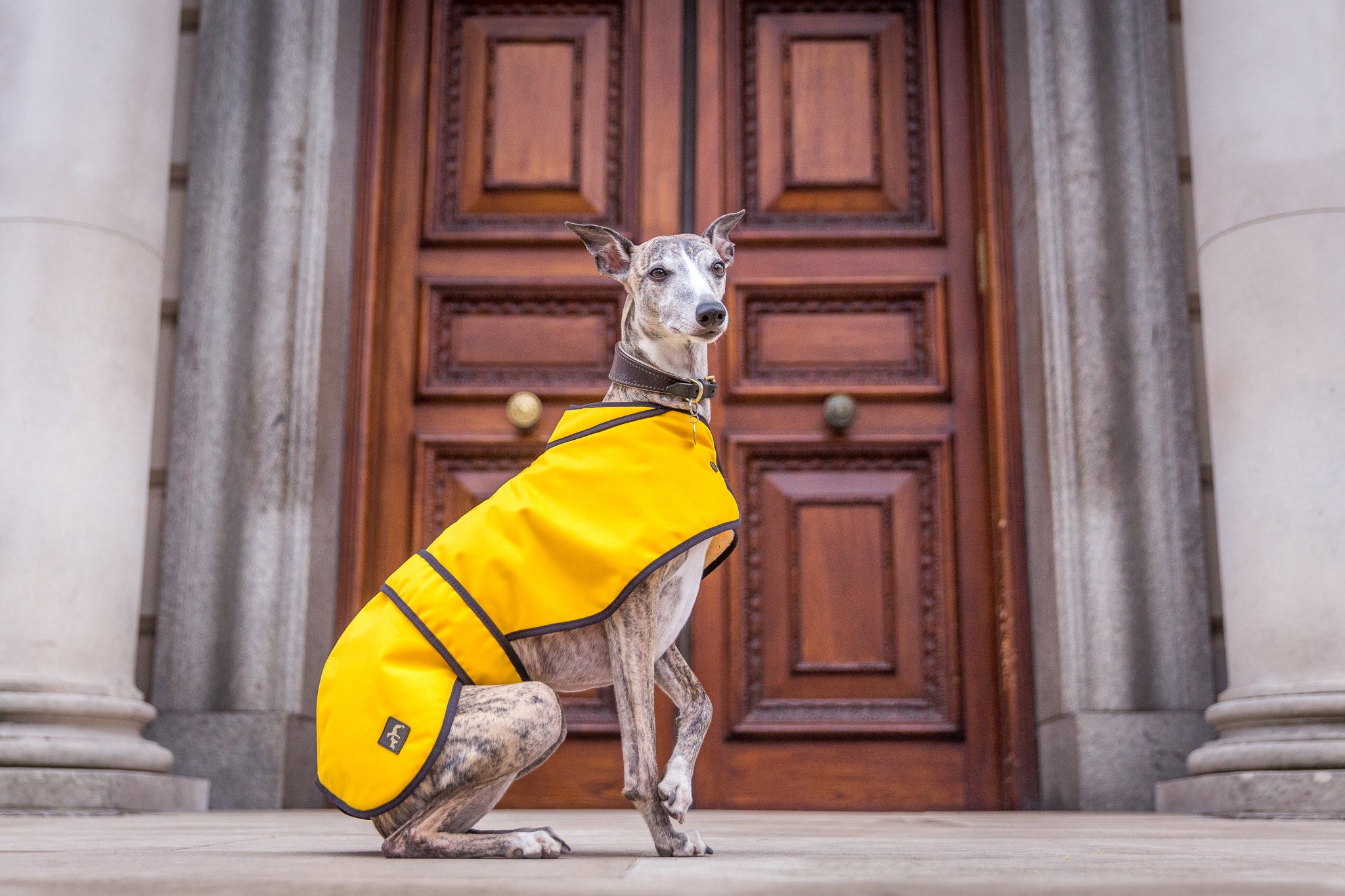 whippet wax coats