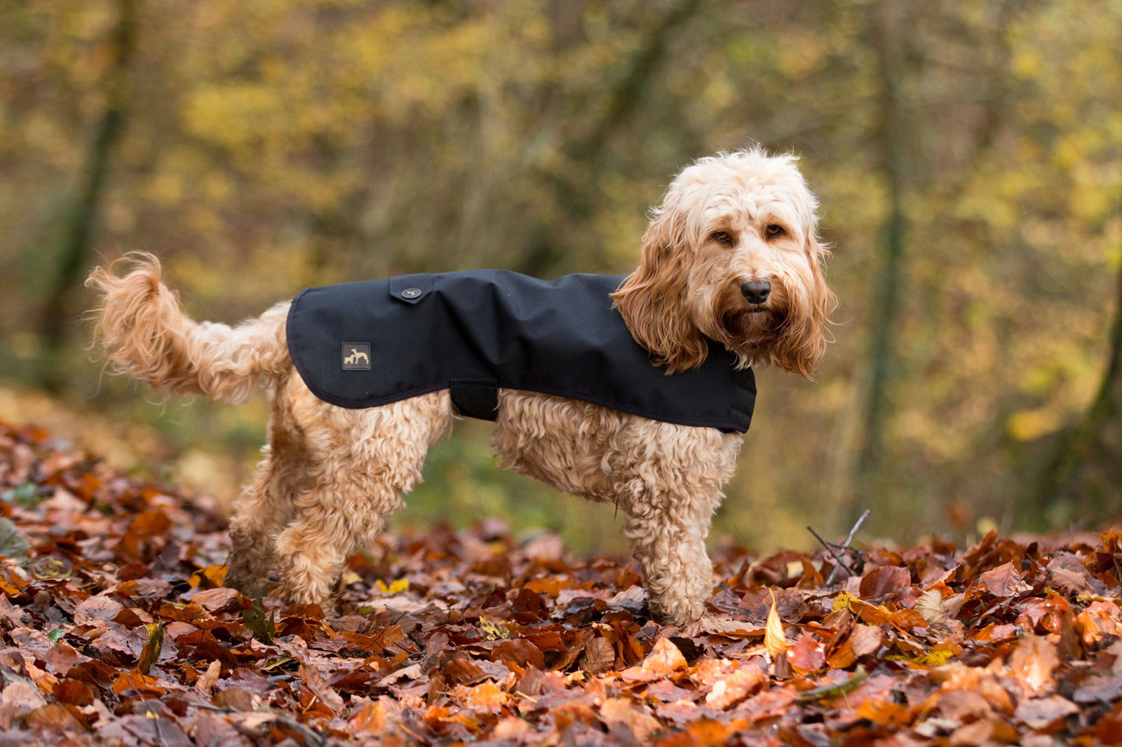 Handmade Dog Coats and Beds all made in the UK