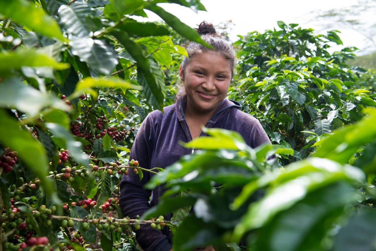 Don Francisco's Coffee. Sustainability Minded. Coffee Driven. Coffee bean harvester stands with ripening coffee plants.