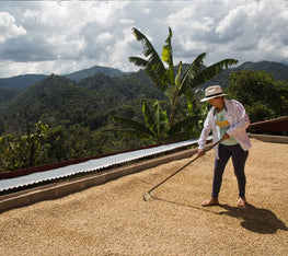 Raking Harvested Coffee Beans