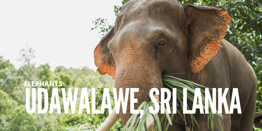 El Camino Travel Blog Post unique experiences Udawalawe, Sri Lanka picture of elephants