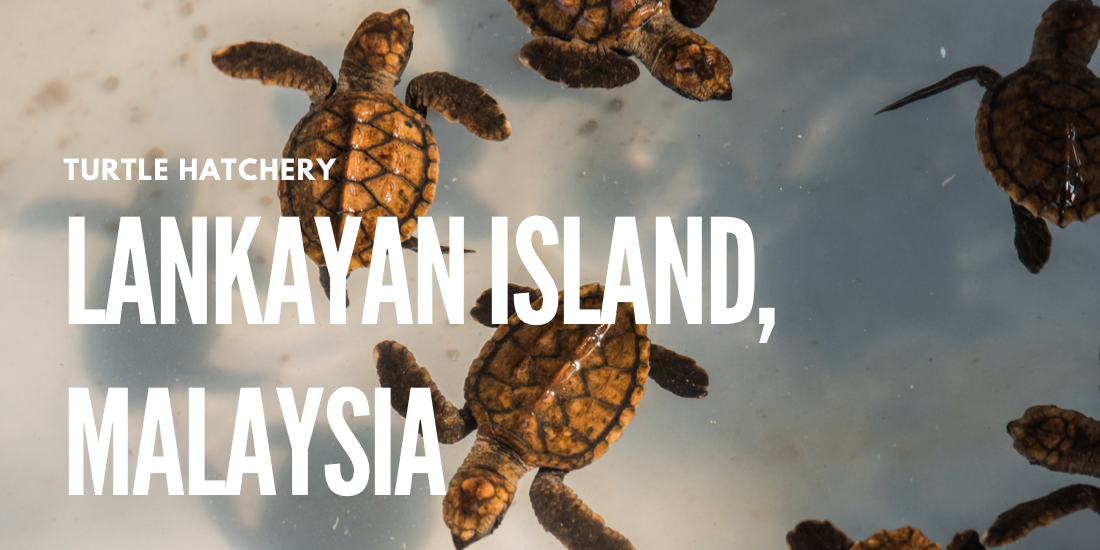 El Camino travel blog post Turtle Hatchery in Lankayan Island, Malaysia