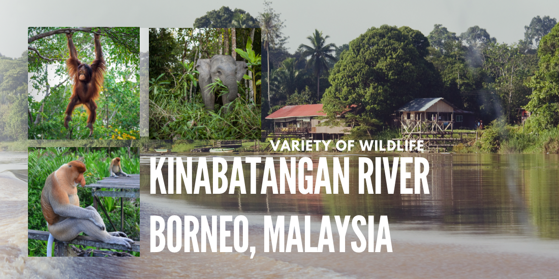 El Camino Travel blog post Kinabatangan River in Borneo, Malaysia visit to get up and close with wild animals