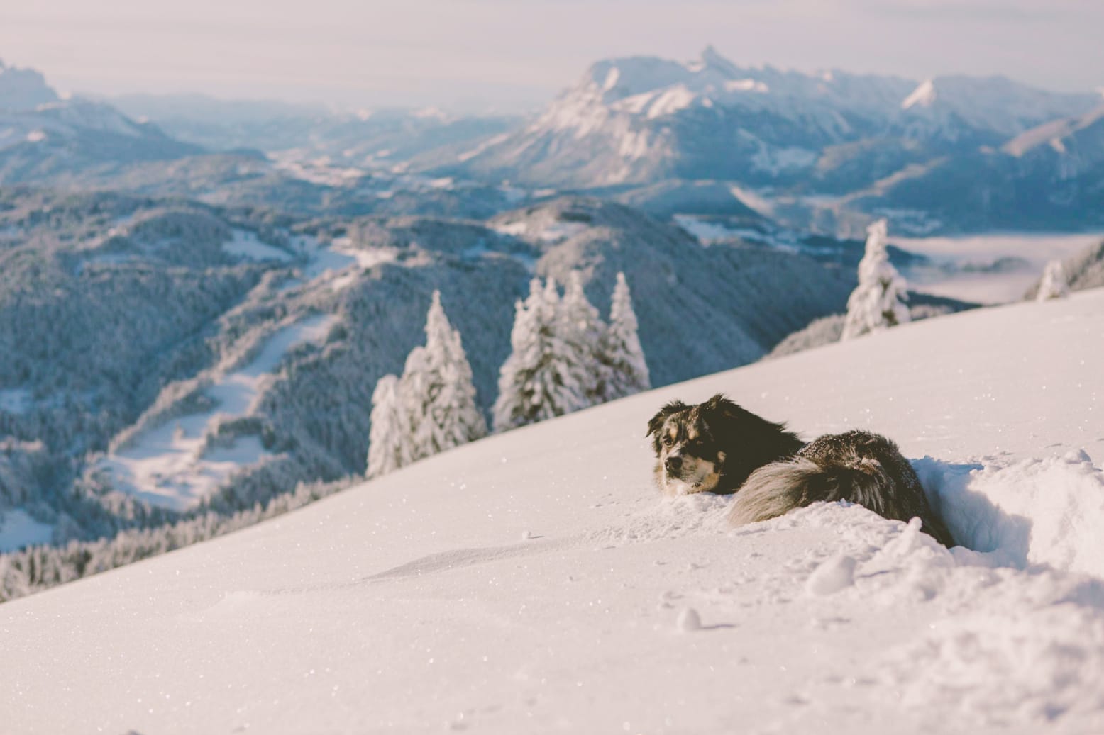 A mountain dog playing in the snow in Morzine