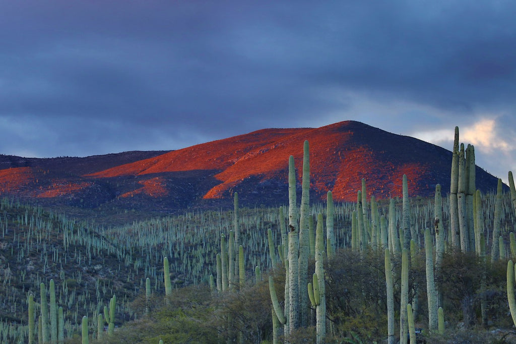 Digital Nomad Visas are available in Mexico