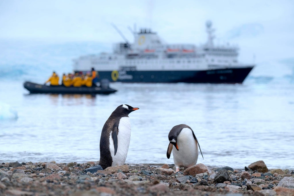 Cruises in Antarctica with penguins
