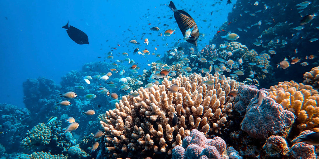 Great Barrier Reef