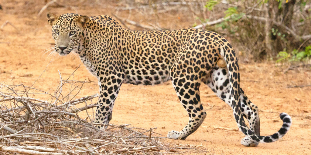 A wild leopard in Sri Lanka