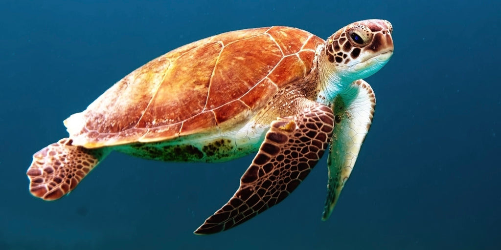 Sea Turtles are endangered