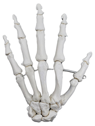 Articulated Hand Bone Model (Left) - Detailed Human Bone Replica, Anatomically Accurate