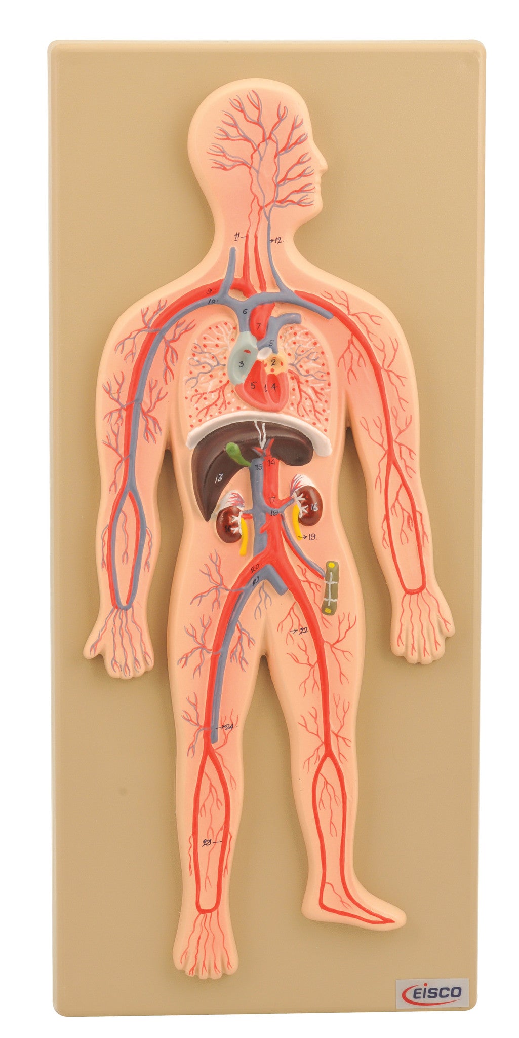 Human Circulatory System Model, Hand Painted — hBARSCI
