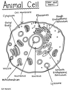 Animal Cell - Printable Coloring Page - Educational & Teaching Resourc