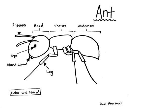 ant face coloring pages to print