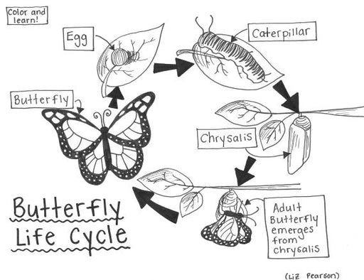 butterfly life cycle coloring page